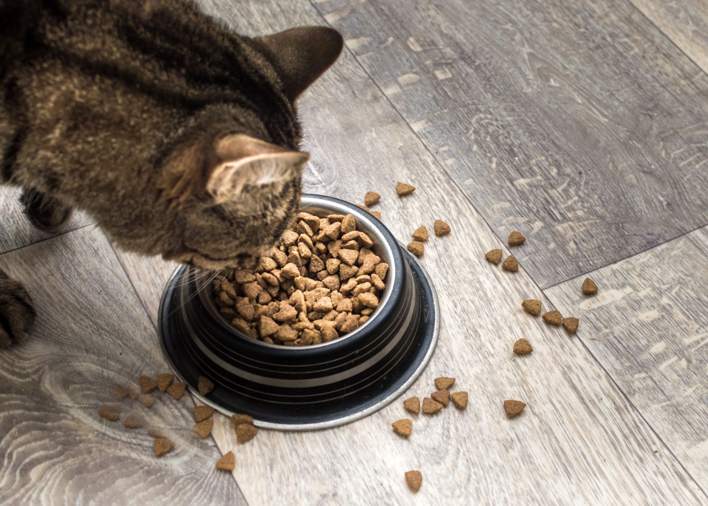 croquettes chat sans cereales